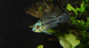 ...but it kind of seems like Apistogramma agassizii "Neon" might not really exist.
