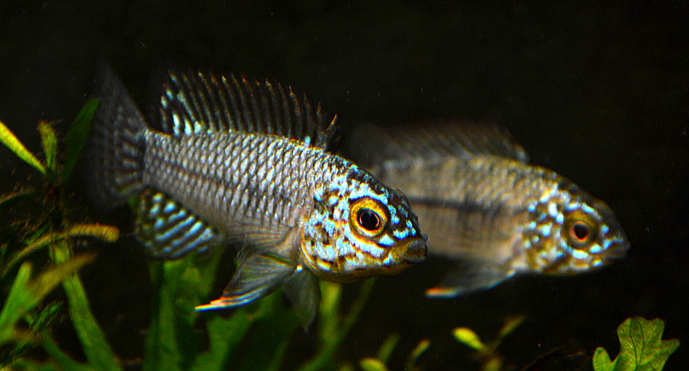 Friday Photospread: Apistogramma Mystery, Solved?