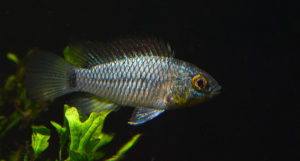 So this was sold as Apistogramma agassizii "Neon"...
