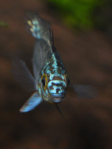 Definitely not shy, at least in my fishroom, it looks like these mystery Apistos are the fish best known as Apistogramma sp. "Steel Blue"