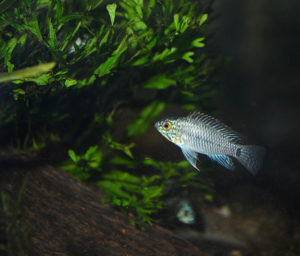 They look to be doing well, only a week in my care!