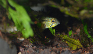 The only female in the group that I've been able to identify, hiding a lot, already showing yellow coloration and interacting with a male.