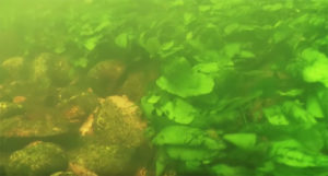 The water below the rock dam is swift and shallow. The most impressive feature is large beds of Echinodorus sp. Sword Plants growing among the pebbles and rocks....