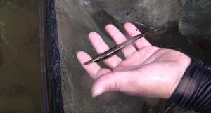Watch Hernando collect Farlowellas in the faster waters of a stream in the upper Rio Meta drainage.