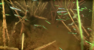 A small tetra species encountered in this episode; can you ID it? Watch the video below to see if you're right!