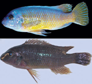 Labeotropheus chlorosiglos, male above, female below. Image credit Pauers 2016.