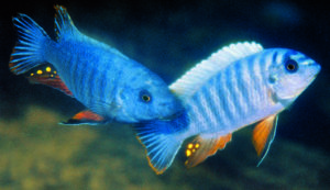 Sparring male Labeotropheus artatorostris at Thumbi West Island. Image copyright Ad Konings/Cichlid Press