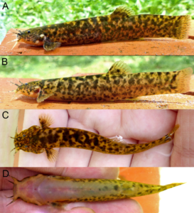 Trichomycterus ytororo, live specimens (A). holotype CI–FML 7241, 94.2 mm. (B–D). paratype CI–FML 7241, 60.9 mm SL. Argentina, Misiones, Jardín América, Tabay stream, Paraná River basin. CC BY 4.0