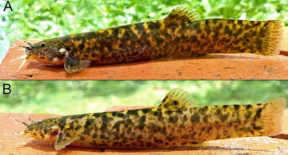 New Pencil Catfish Species from an Argentinian Waterfall