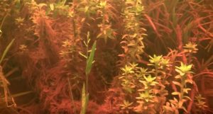 Tonina fluviatilis, found along the banks of the Caño Vitina.