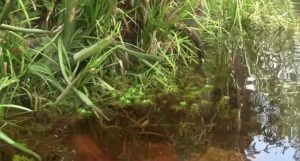 "We're inspecting a lot of the aquatic plants growing along the margins of the stream. We find Sagittaria, Eleocharis sp., Mayaca fluviatilis, and...