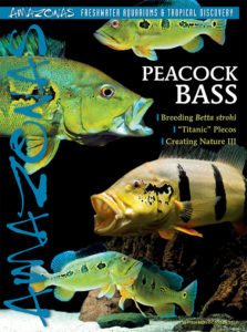A tank-busting issue arriving now: cover of AMAZONAS Magazine, Volume 6, Number 5, PEACOCK BASS! On the cover: Peacock Basses, Cichla spp., by Enrico Richter.