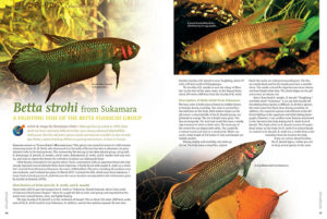 Although first described in 1989, Betta strohi has been extremely difficult to find...but this attractive species could soon become available to fans of wild-type Bettas. Learn more in this article by Hansjürgen Dieke.