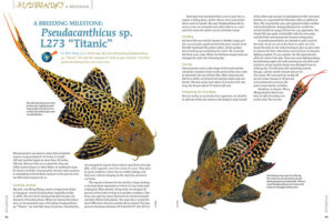 Until now, the idea of breeding Pseudacanthicus sp. “Titanic” fell into the category of “only in your dreams”—but this particular fantasy has now come true. Discover how, in "A Breeding Milestone: Pseudacanthicus sp. L273 “Titanic,”" by Wai Meng Lui.