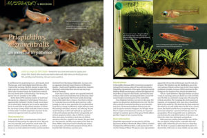 dream fish. Search after search can lead to dead ends. But when you finally get your fish and they start breeding, the wait seems worth it" - author Dirk Stojek, discussing the rare Colombian livebearer Priapichthys nigroventralis.