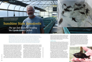 John Skidmore of Golden Pond Tropicals in Wimauma, Florida, stands in one of his greenhouses. This facility is the only one in the US—and possibly the world—to commercially produce the Upside Down Catfish. Eric Cassiano shares the ups and downs of breeding the Upside Down Catfish in this issue.