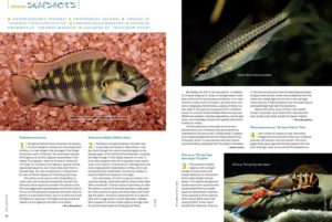 AMAZONAS Magazine’s Species Snapshots provide an insightful glimpse into what's new and hot in the aquarium trade. In this issue: Orthochromis stormsi, Enteromius ablabes (Ablabe's Barb), Cherax sp. "Orange Tiger Apocalypse", Lamprologus markerti, Phenacogrammus sp. "Orange Makoua", and Caridina sp. "Raccoon Tiger".