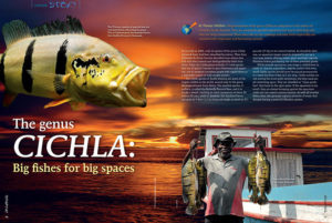 The first of our feature stories, Thomas Weidner introduces "The Genus Cichla: Big fishes for big spaces."