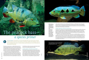 Enrico Richter presents "The Peacock Bass—a species primer," including many species only recently described, and some that can reach sizes of over 3 feet (1 m) in length.