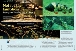 Enrico Richter shares a challenge "Not for the faint-hearted: keeping and breeding peacock bass"