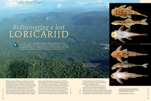 Have you ever lost anything?Your car keys, your wallet? An entire species of catfish and the river that they come from? Well, it's rather like that: Nathan K. Lujan tells the tale of "Rediscovering a lost Loricariid."