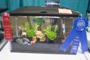 A first place winner in the 2016 Kid's Aquarium Contest at the Aquatic Experience - Chicago. Image - Matt Pedersen