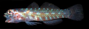 Eviota pictifascies, a new marine dwarfgoby. Image credit: Mark V. Erdmann