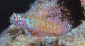 Small and colorful, several new freshwater and marine species of Gobies have recently been described. Shown here, Eviota pictifacies. Image credit: Mark V. Erdmann