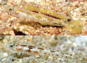 Grallenia dimorpha, the male above and female below, both approximately 15 mm standard length. Image credit: Gerald R. Allen