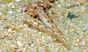 Grallenia rubrilineata, with a juvenile at left, female center, and male at right, ranging from 8–15 mm standard length. Image credit: Gerald R. Allen