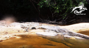 The shoreline at this locale on the Comté River consists of a sandy beach, rock, wood and debris, with dense jungle in the background.