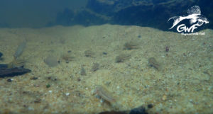 Corydoras aff. trilineatus dominate this moment of the video.