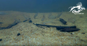 A juvenile Corydoras solox takes center stage while Cyphocharax sp. chew through the substrate in the background.