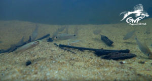 A juvenile Crenecichla saxatilis (at left) makes a momentary appearance in the footage.