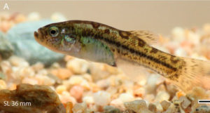 Pseudorestias lirimensis, a new genus and species of Killifish.