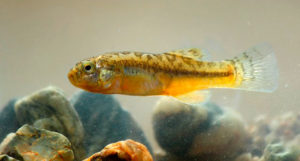 Pseudorestias lirimensis, a new genus and species of Killifish.