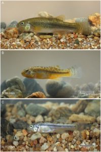 Pseudorestias lirimensis gen. et sp. nov. in lateral view. Three females are shown. Credit: Gloria Arratia et. al.