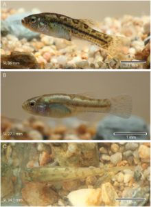External views of Pseudorestias lirimensis gen. et sp. nov. illustrating different coloration patterns. Credit: Gloria Arratia et. al.
