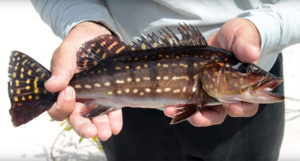 This episode ends with this Cichla temininsis caught with a fly rod; we have to go through a lot of other fish first!