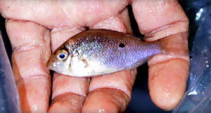 Biotodoma wavrini has shown up repeatedly as the team explores and samples this region of the Rio Atabapo and its tributaries.
