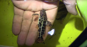 Night fishing also turns up a gorgeous catfish. Can you ID it? Watch the video for the answer!
