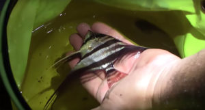 A gorgeous wild Rio Atabapo Altum Angelfish, Pterophyllum altum, gets everyone's hearts racing. Will they find more?