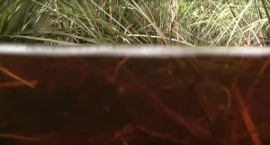 The flooded grasses hold their own secrets.