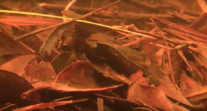Small species like the Ruby Tetra, Axelrodia riesei, cavort within the leaf litter and submerged vegetation in the quiet shallows.