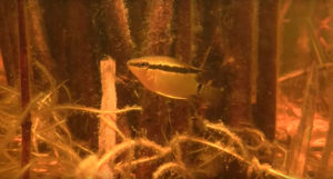 A cichlid discovered in the main river; can you name the genus? Watch the video for the answer!