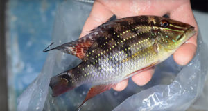 Can you ID this stunning cichlid species? Watch the video for the answer!