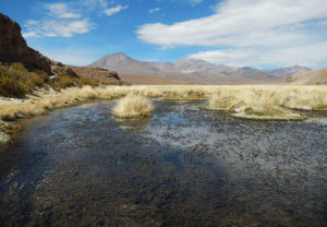 Main course of Chancacolla River, type locality of the new killifish, Pseudorestias lirimensis . Credit: Gloria Arratia et. al.