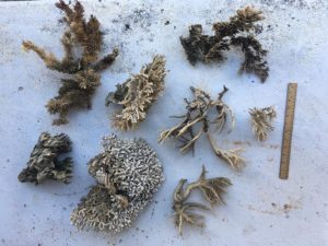Massive corals, years of growth at the Two Little Fishies office, all lost post-Irma.