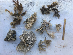 Massive corals, years of growth at the Two Little Fishies office, all lost post-Irma.