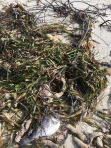 A tangle of seagrass, gorgonians, sponges, and fish, on Miami Beach, 9/13/17